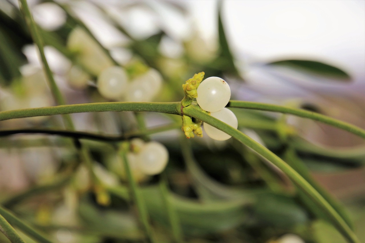 The Cultural and Social Impact of Internet Celebrities